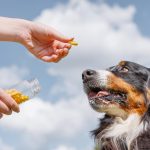 Compléments alimentaires pour les articulations du chien