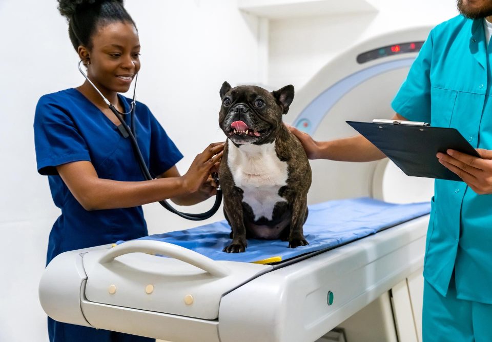 Choisir la bonne clinique vétérinaire