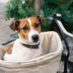Petit chien assis dans panier tissu avant velo