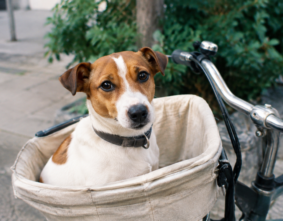 Petit chien assis dans panier tissu avant velo