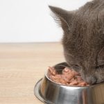 Pourquoi choisir de la mousse pour chat dans son alimentation quotidienne ?
