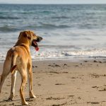 Quelles sont les plages autorisées aux chiens à Caen ?
