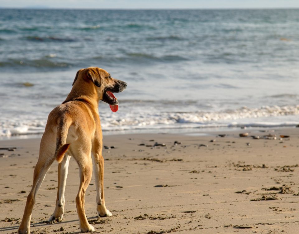 Quelles sont les plages autorisées aux chiens à Caen ?